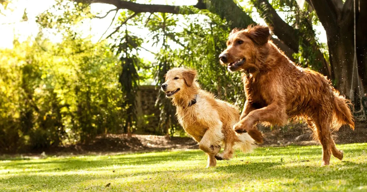 Collares antiparasitarios para perros: protege a tu mascota de forma segura y eficaz