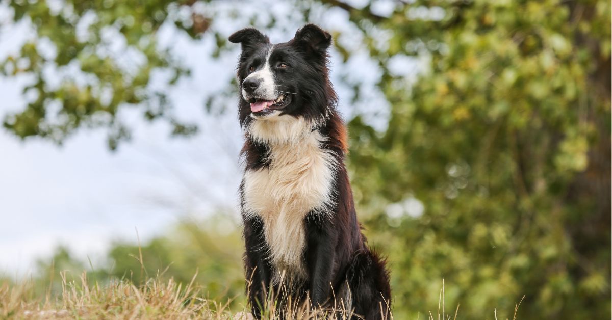 Border Collie