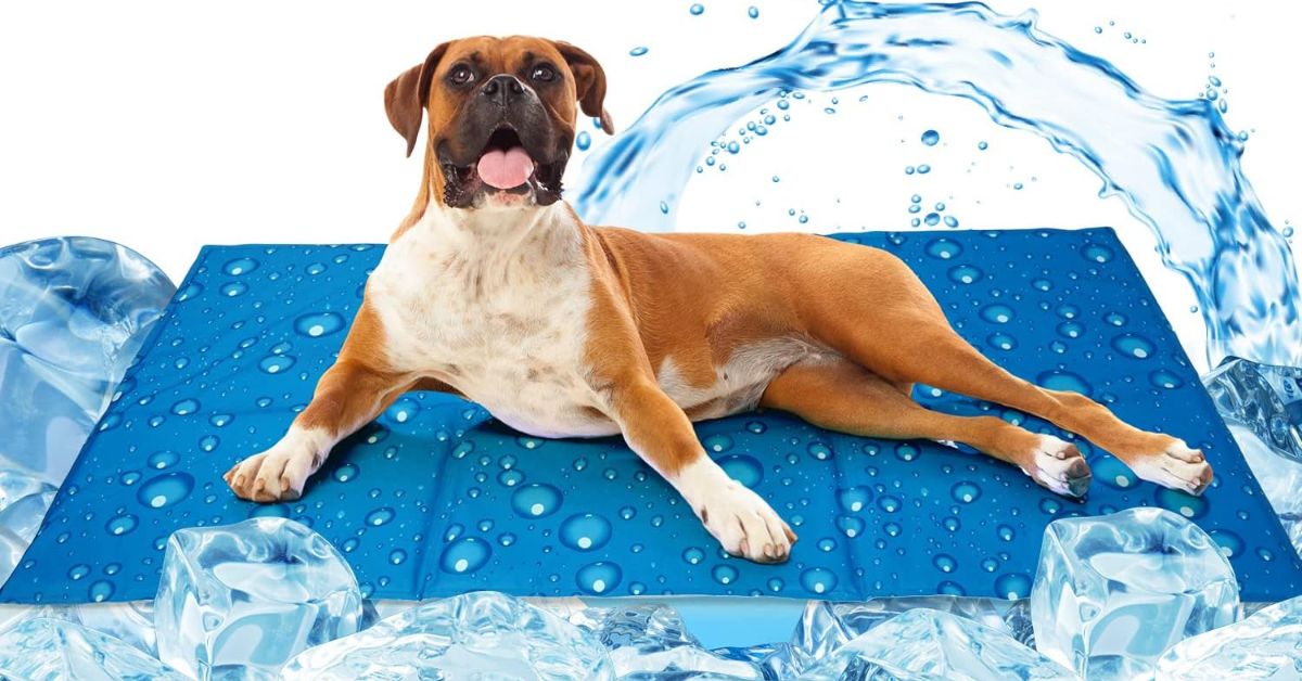 Camas Refrescantes para Perros ¿Cuál Elegir?