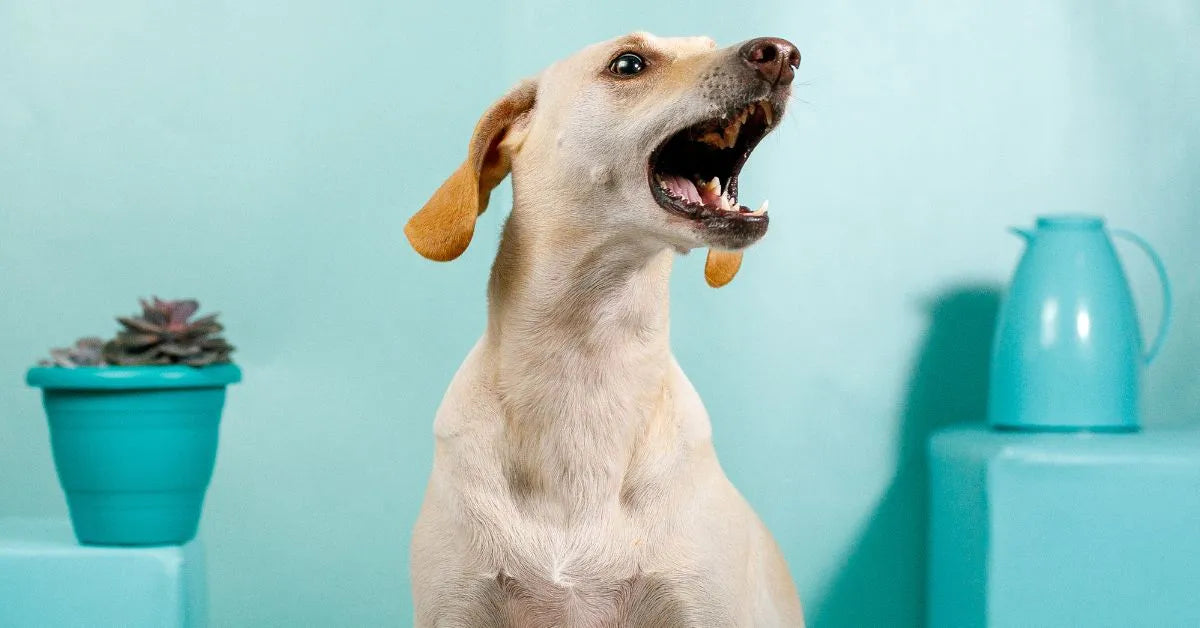Cómo hacer que tu perro deje de ladrar en casa