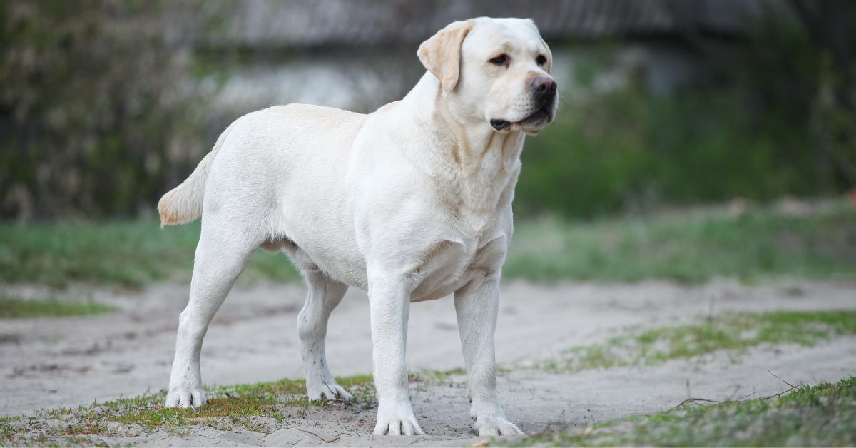 Dogo argentino