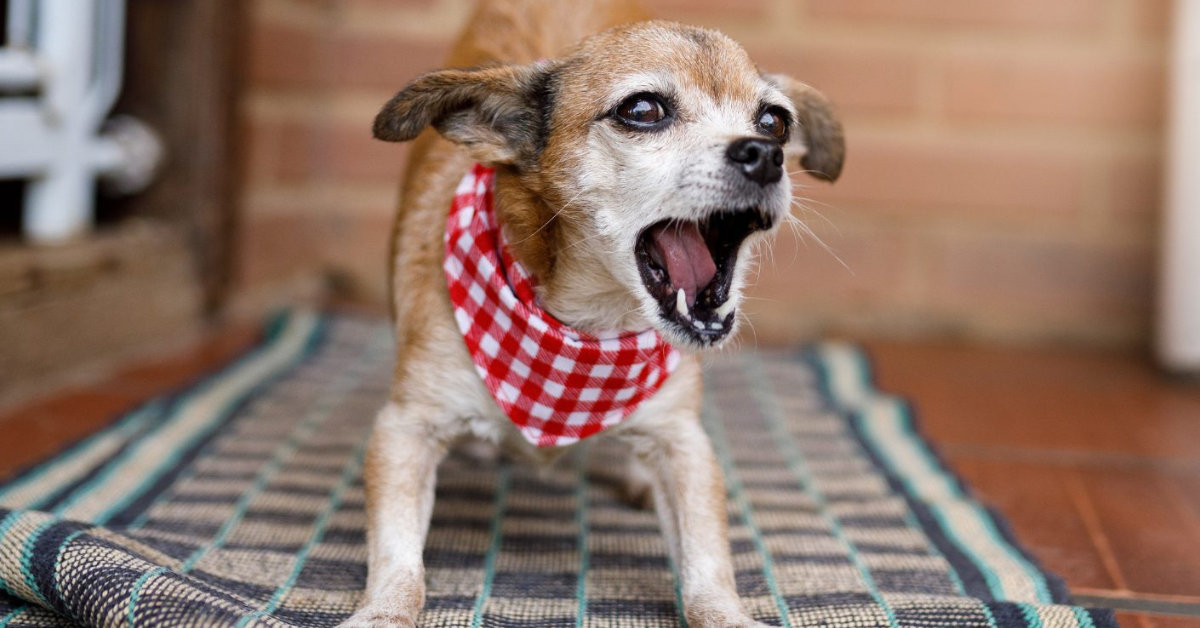 Mi perro ladra cuando oye a los vecinos