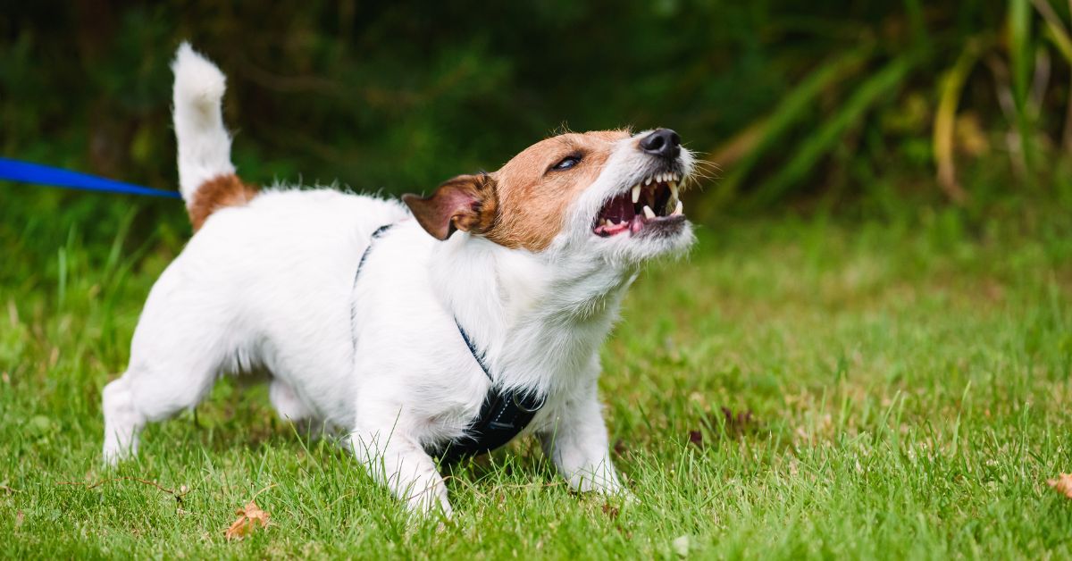 Mi perro ladra mucho: ¿Qué hago?