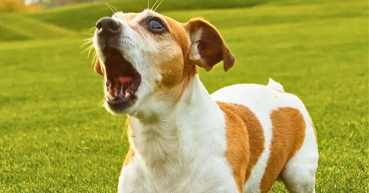 Hasta que hora puede ladrar un perro