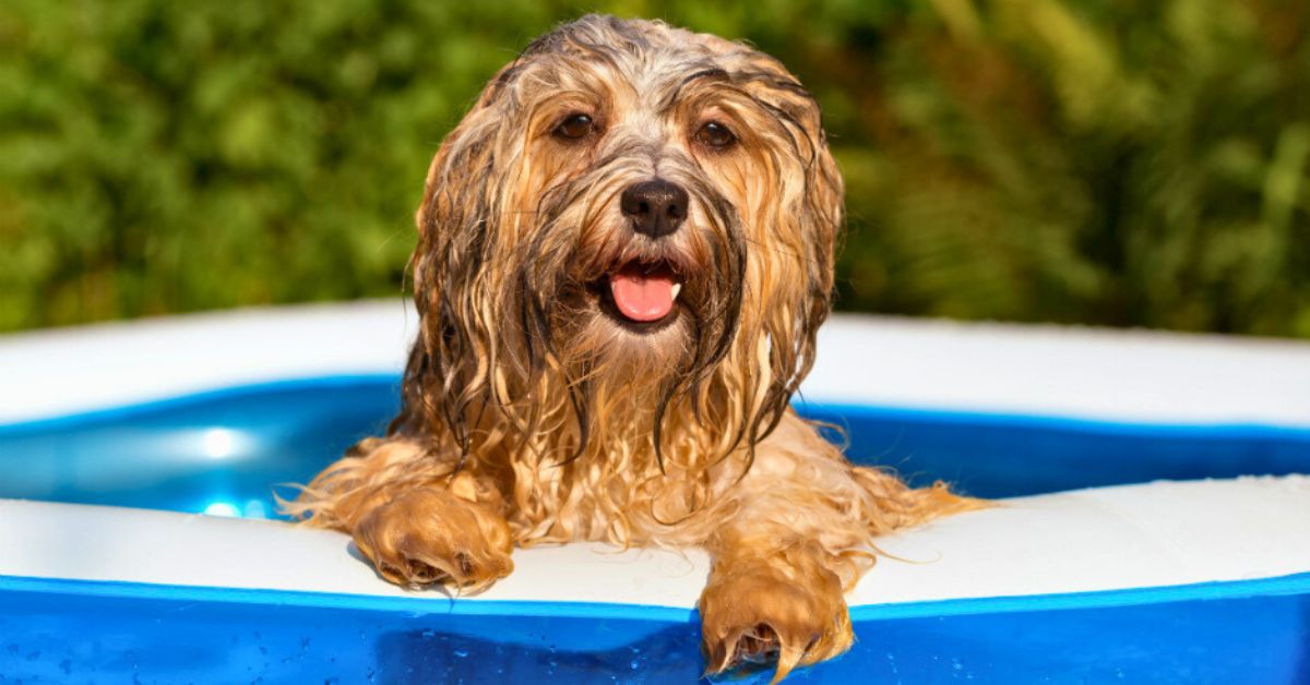 Como Proteger a tu Perro del Calor