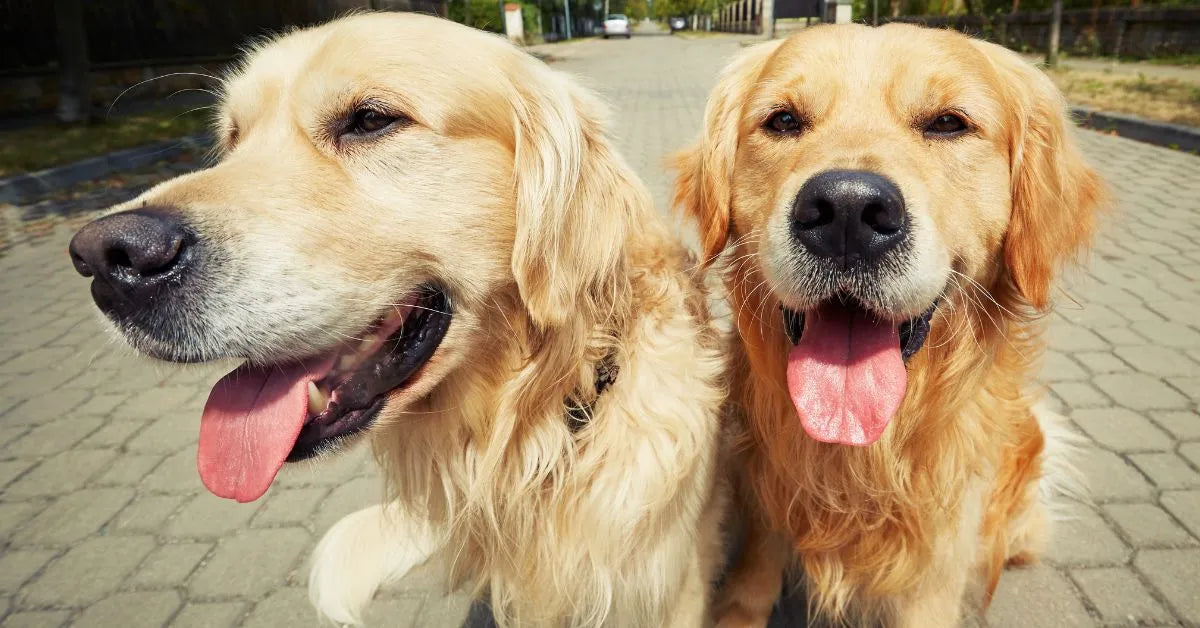 Elegir el mejor seguro para perros