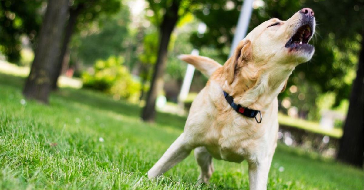 Truco para que un perro no ladre