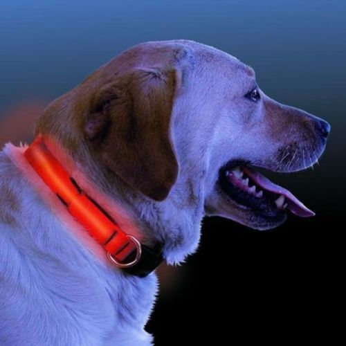 Collar Luminoso para Perros