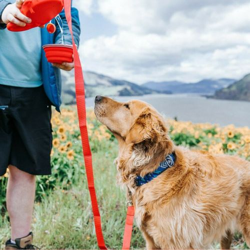 Correa para Perros 4 en 1 Multifunción