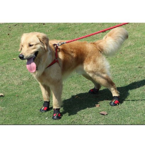 Botas protectoras para Perro