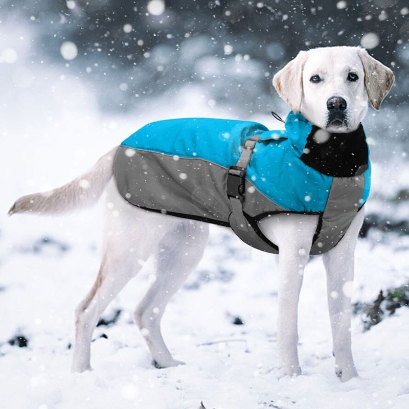 Chaqueta impermeable perros