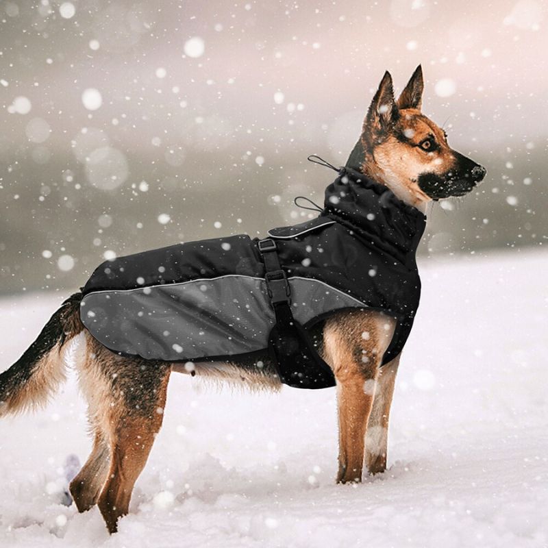 Chaqueta impermeable perros