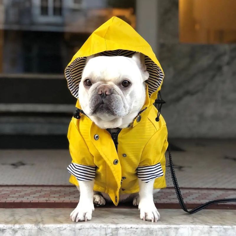 Chubasquero Marinero para Perro