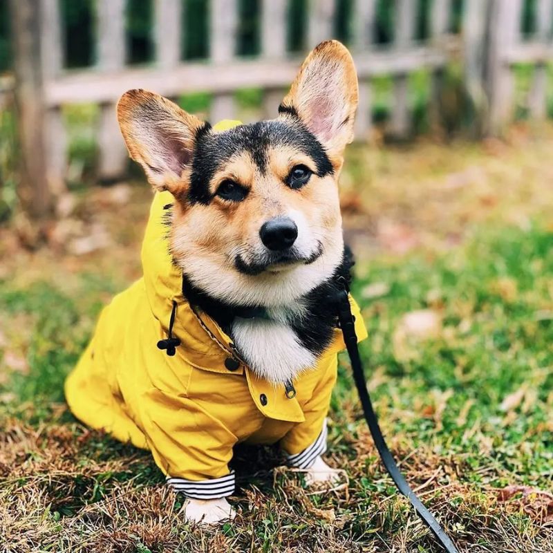 Chubasquero Marinero para Perro