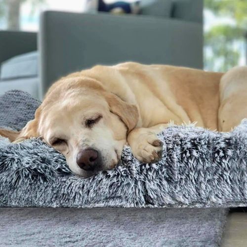 Colchón Ortopédico para Perro