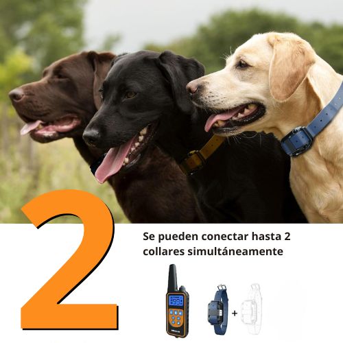 Collar de Adiestramiento para 2 Perros