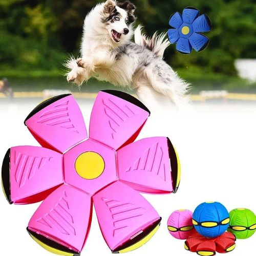 Juguete Frisbee para Perros