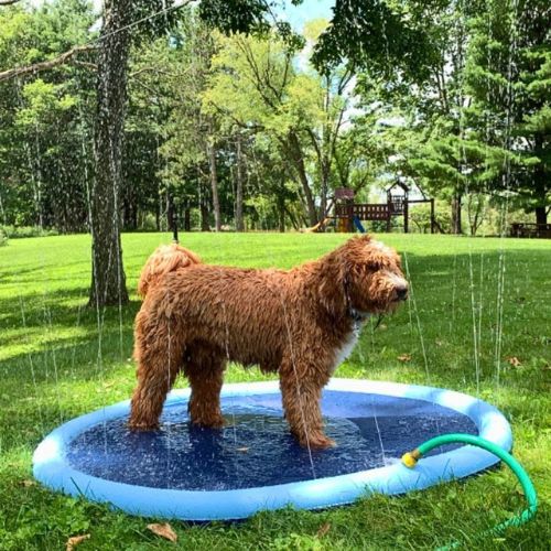 Piscina con Chorros para Perros