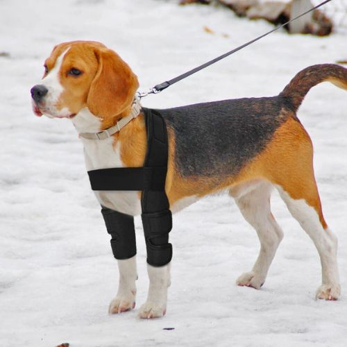 Ortesis de codo para perro