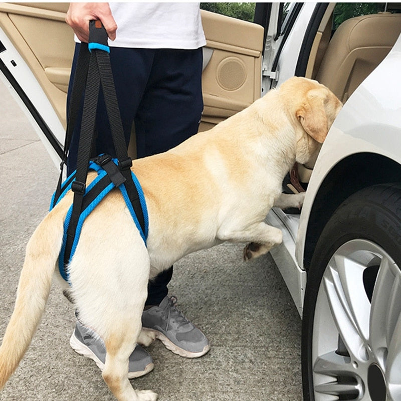 Arnés de apoyo patas traseras para perro